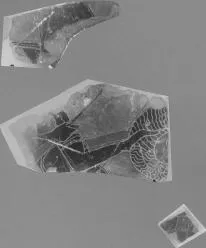 FRAGMENT (ATHENIAN, BLACK-FIGURE)
