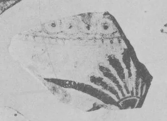 AMPHORA, BELLY, FRAGMENT (EAST GREEK, FIKELLURA)