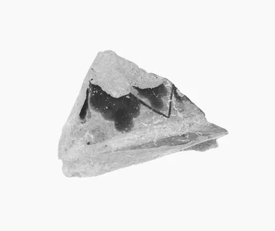 Attic Black-Figure Amphora Fragment