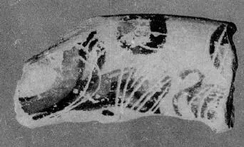 PLATE, FRAGMENT (ATHENIAN, BLACK-FIGURE)