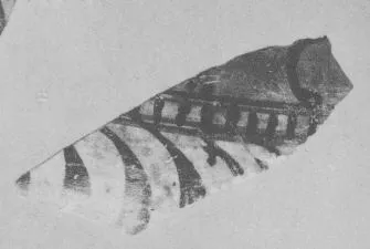 AMPHORA, BELLY, FRAGMENT (EAST GREEK, FIKELLURA)