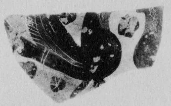 AMPHORA, NECK, FRAGMENTS (ATHENIAN, BLACK-FIGURE)
