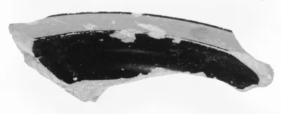 Attic Black-Figure Neck Amphora Fragment