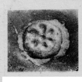 CUP, STEMLESS, FRAGMENT (SOUTH ITALIAN, CAMPANIAN, RELIEF)