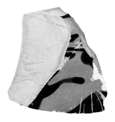 Attic Black-Figure Cup Fragment