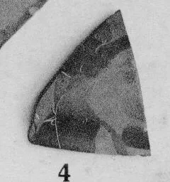 CUP, FRAGMENT (ATHENIAN, BLACK-FIGURE)