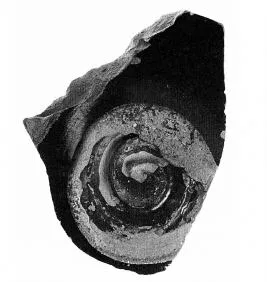 CUP, FRAGMENT (ATHENIAN, RED-FIGURE)
