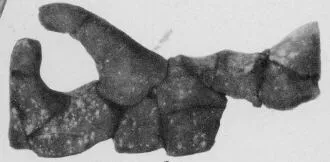 FRAGMENTS (ITALIAN IRON AGE)