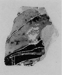 AMPHORA, BELLY, TYPE B, FRAGMENT (ATHENIAN, BLACK-FIGURE)