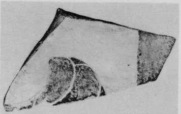 AMPHORA, BELLY, FRAGMENT (ETRUSCAN, BLACK-FIGURE)