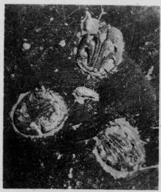 CUP, STEMLESS, FRAGMENT (SOUTH ITALIAN, CAMPANIAN, RELIEF)