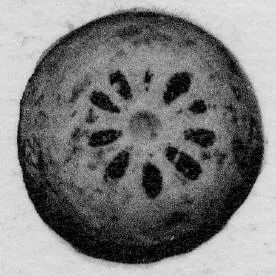 ALABASTRON (CORINTHIAN, BLACK-FIGURE)
