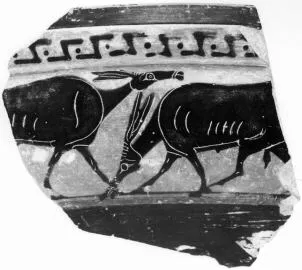 FRAGMENT (ATHENIAN, BLACK-FIGURE)
