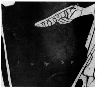 AMPHORA, NECK (ATHENIAN, RED-FIGURE)