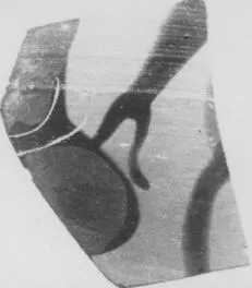 SKYPHOS, FRAGMENT (ATHENIAN, BLACK-FIGURE)