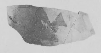 AMPHORA, BELLY, FRAGMENT (ATHENIAN, BLACK-FIGURE)
