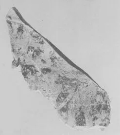 SITULA, FRAGMENT (EAST GREEK, OUTLINE)