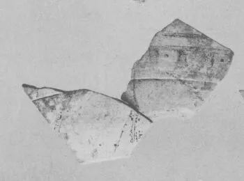 AMPHORA, BELLY, FRAGMENTS (EAST GREEK, FIKELLURA)