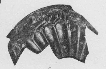 FRAGMENTS (ETRUSCAN)