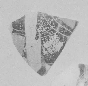 AMPHORA, BELLY, FRAGMENT (ATHENIAN, BLACK-FIGURE)