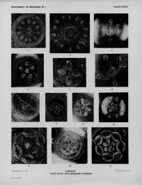 VARIOUS (SOUTH ITALIAN, CAMPANIAN, BLACK GLAZE)