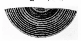 PYXIS LID, FRAGMENT (CORINTHIAN)