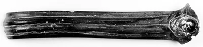 Apulian Strap Handle Fragment