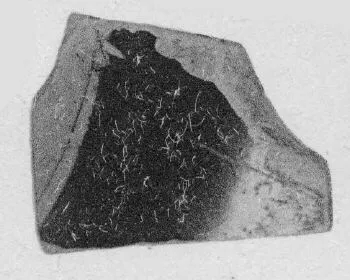 FRAGMENTS (ATHENIAN, RED-FIGURE)