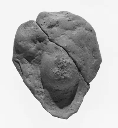 Female Head
