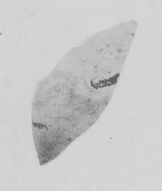 AMPHORA, NECK, FRAGMENT (ATHENIAN, BLACK-FIGURE)