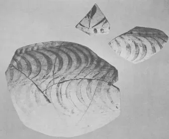 AMPHORA, BELLY, FRAGMENTS (EAST GREEK, FIKELLURA, OUTLINE)