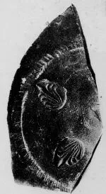 CUP, STEMLESS, FRAGMENT (SOUTH ITALIAN, CAMPANIAN, RELIEF)