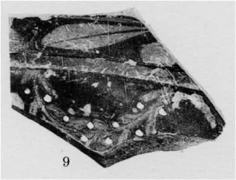 KRATER, BELL, FRAGMENT (ATHENIAN, RED-FIGURE)