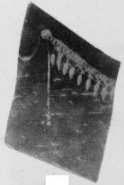 CUP, STEMLESS, FRAGMENT (SOUTH ITALIAN, CAMPANIAN, BLACK GLAZE)