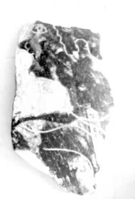 FRAGMENT (ATHENIAN, BLACK-FIGURE)