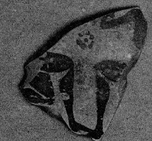 AMPHORA, NECK, FRAGMENT (EAST GREEK, FIKELLURA)