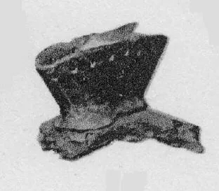 VASE (VILLA NOVA)