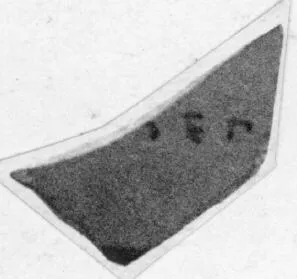 CUP, LITTLE MASTER LIP, FRAGMENT (ATHENIAN, BLACK-FIGURE)