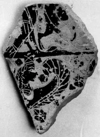AMPHORA, NECK, FRAGMENTS (ATHENIAN, BLACK-FIGURE)