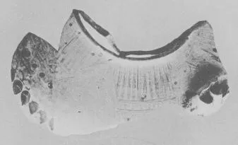 AMPHORA, BELLY, FRAGMENTS (EAST GREEK, FIKELLURA)
